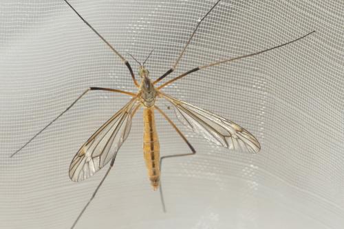Tipula vernalis